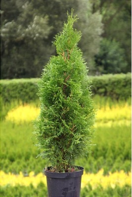 TUJA SZMARAGD Thuja Smaragd 70-90 cm