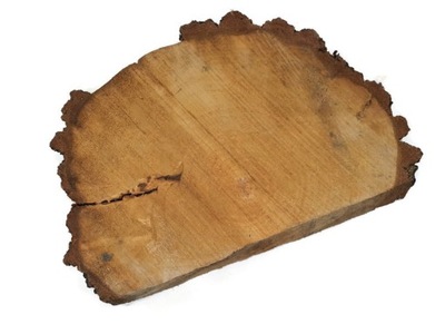 Duży plaster drewna brzoza 38-53 plastry drewniane