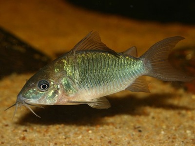 Kirys szmaragdowy Corydoras splendens akwa_fan