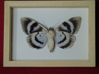 Motyl w ramce / gablotce 15x11cm . Catocala fraxini - Polska ćma .
