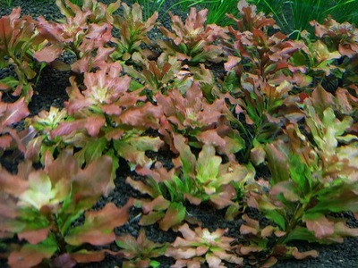 LUDWIGIA SPHAEROCARPA (PILOSA) - hodowla podwodna