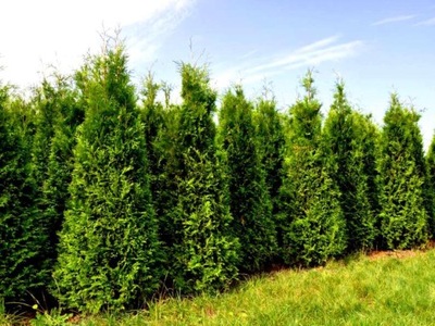 Tuja thuja CAN CAN 30cm stożkowata W DONICZCE