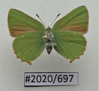 Motyl Callophrys rubi strona brzuszna.