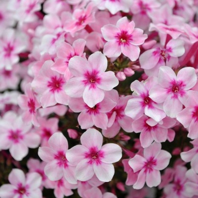 Phlox pink 'Early Pink' kvetináč P11