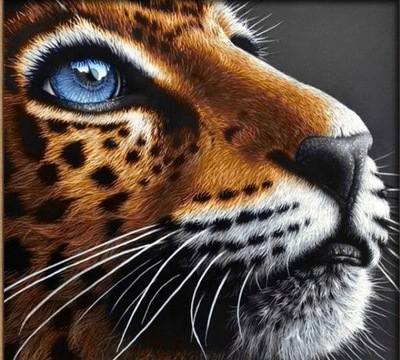 Obraz do malowania po numerach 40x50 z ramą Tygrys