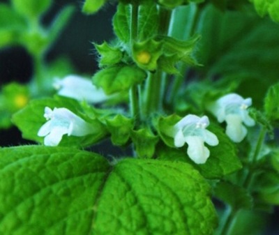 Melisa lekarska (M. officinalis) Herbata Nasiona