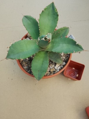 Agave titanota 4678 don12cm PB0419P