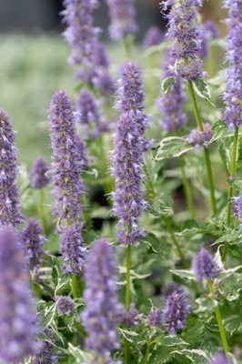 Kłosowiec "Crazy Fortune"