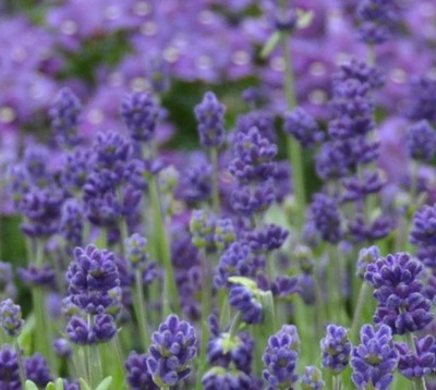 Lawenda Lavandula angustifolia Blue Scent