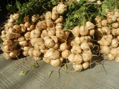 Meksykańska rzepa JICAMA WARZYWA NASIONA