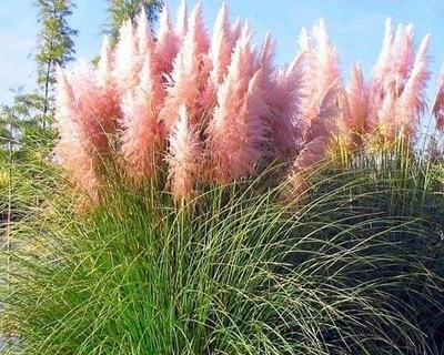 TRAWA PAMPASOWA RÓŻOWA Cortaderia Rosea P9