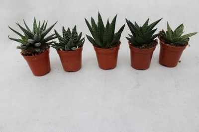 ZESTAW ALOE ALOES 5 SZT