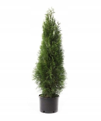 TUJA SZMARAGD THUJA SMARAGD gęsty stożek w DONICY