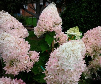 Hortensja bukietowa 'Phantom'