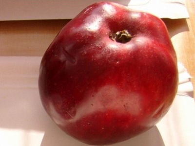 Jabłoń karłowata Jonagored- gat. I