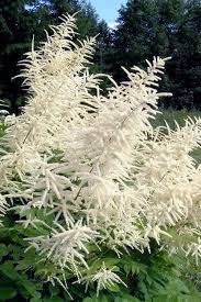 Parzydło leśne, Aruncus dioicus