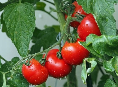 Pomidor Krakus sadzonka