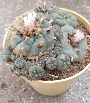Kaktusy. Lophophora williamsii - 50 lat