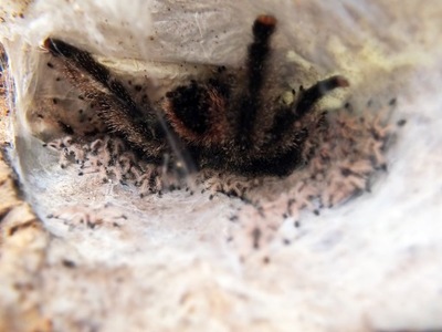 Avicularia juruensis (SpidersForge)