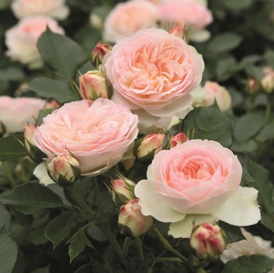 Róża Rabatowa Pastella Tantau SUPER ZDROWOTNOŚĆ DONICZKA