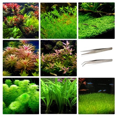 ZESTAW ŁATWYCH ROŚLIN DO AKWARIUM + PĘSETA GRATIS