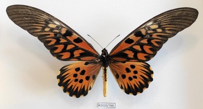 Motyl papilio antimachus 195mm samiec .