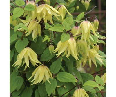 Powojnik 'Golden Dream'PBR (Clematis)