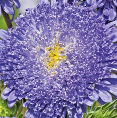 ŐSZIRÓZSA KÉK 0,8 G ŐSZIRÓZSA MAG