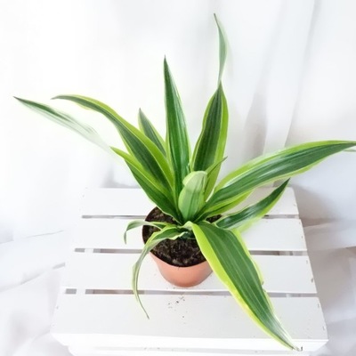 DRACAENA LEMON LIME DRACENA don.12cm