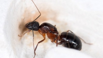 Camponotus barbaricus Q+1-4 w. Kolonia Mrówek