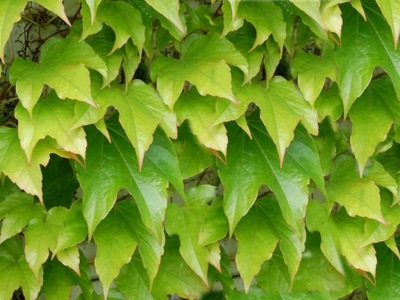 Winobluszcz "parthenocissus" TRÓJKLAPOWY