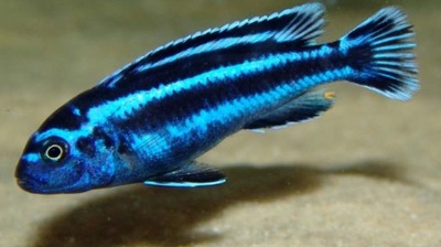 Melanochromis cyaneorhabdos MAINGANO - PYSZCZAK