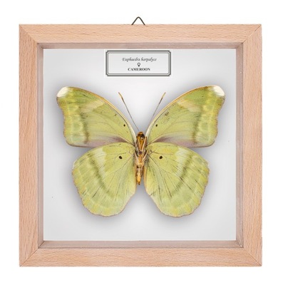 Motyl w gablotce Euphaedra harpalyce - samica