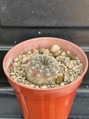 Gymnocalycium 31