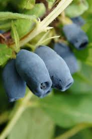 Jagoda kamczacka 'Wojtek' (Lonicera caerulea var. kamtschatica )