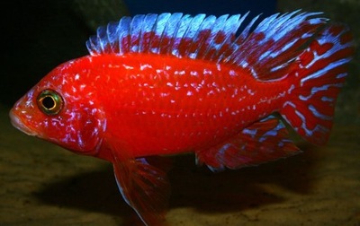 Aulonocara Fire Fish - Pyszczak - Pyszczaki