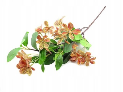 PIĘKNY WYSOKI STORCZYK /DROBNA ORCHIDEA/POMARAŃCZ