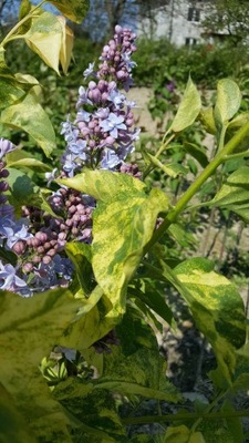 Lilak Aucubaefolia - na pniu