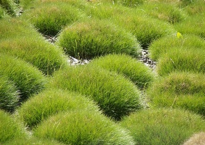 KOSTRZEWA GAUTIERA (FESTUCA GAUTIERI) NOWOŚĆ !