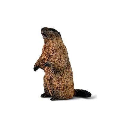 ŚWISTAK Collecta 2025