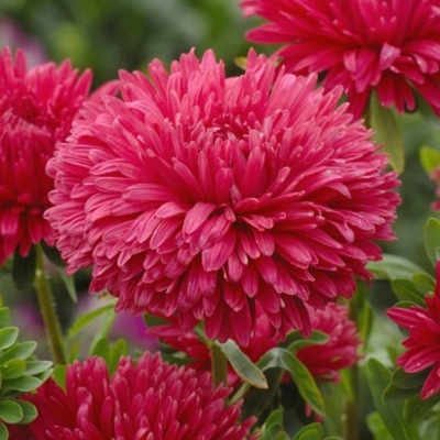 Őszibarackmag Rózsaszín 1g több mint 400 mag