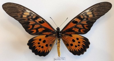 Motyl papilio antimachus 190mm samiec .