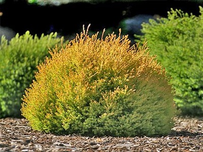 THUJA RHEINGOLD ZŁOCISTE ZABARWIENIE POSTRZĘPIONA