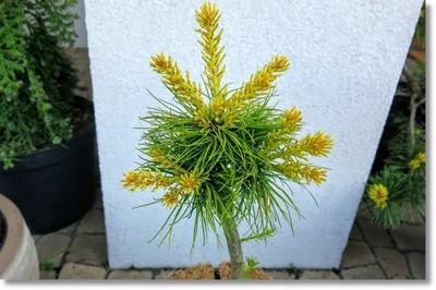 Pinus parviflora 'Golden Pony' - !!! !!! !!!