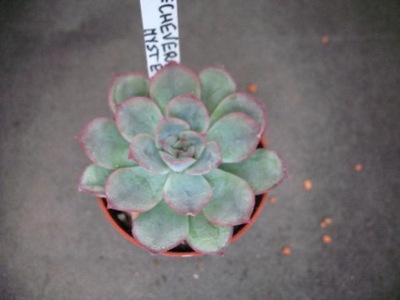 Echeveria mystery 3474 don 5,5cm PG1019P