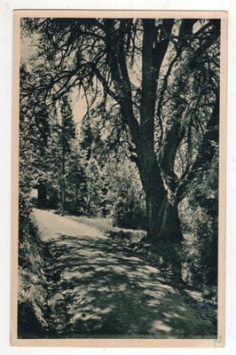 Ludwikowo k Mosina - Sanatorium - Droga - Ulatowski - ok1930