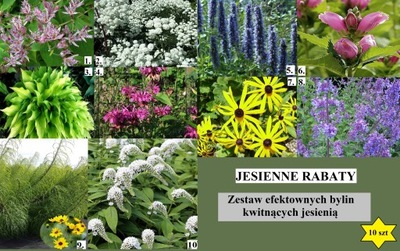 JESIENNE RABATY ZESTAW 10BYLIN KWITNĄCYCH JESIENIĄ