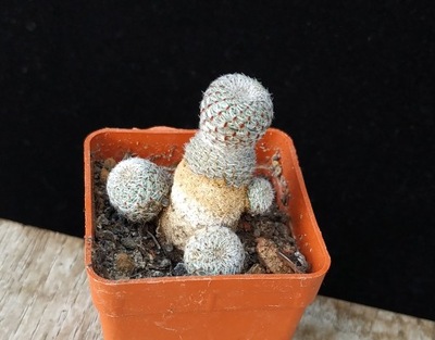 kaktus Rebutia Aylostera heliosa RH1030