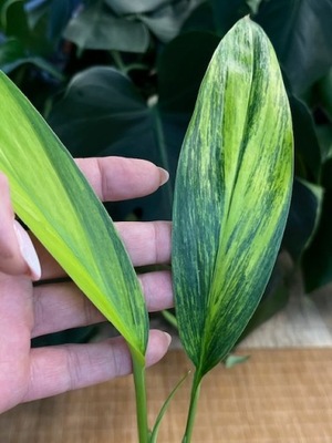 Epipremnum Amplissimum variegata #1