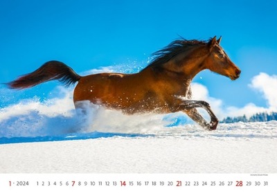 Kalendarz HORSES 2024 torba prezentowa gratis
